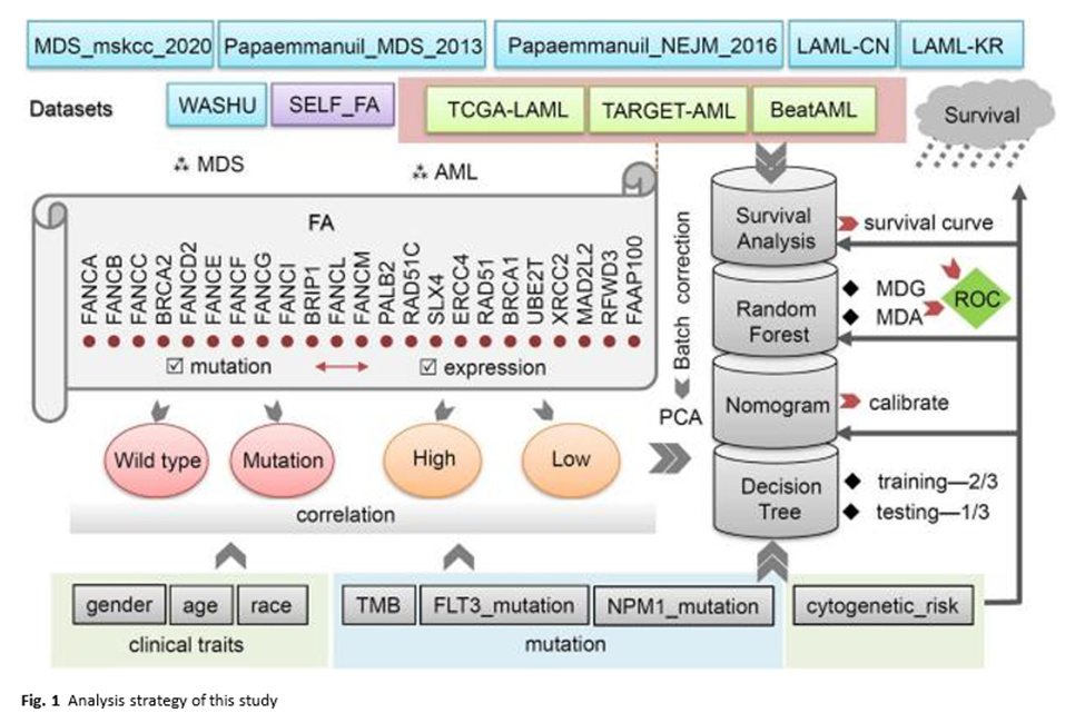 The Role of Fanconi Anemia Signaling Pathway Genes in Myelodysplastic ...